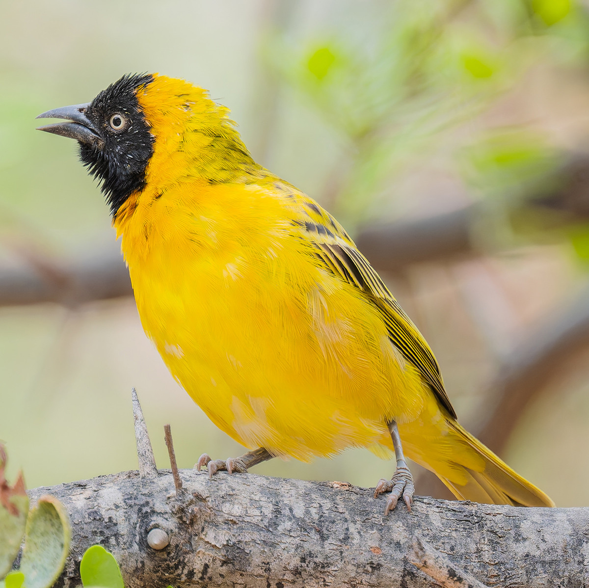 image Lesser Masked-Weaver